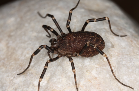 Schwarzbrauner Plumpweberknecht (Egaenus convexus) - © Christian Komposch